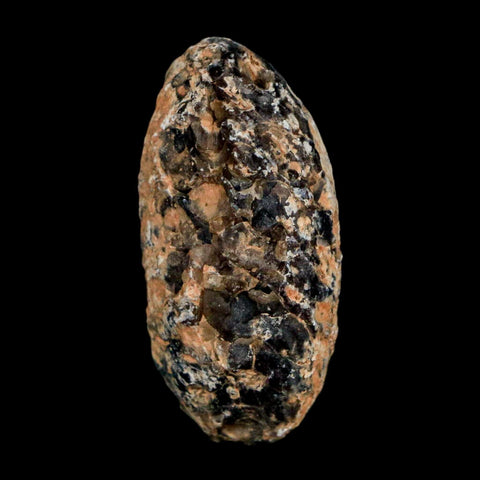 1.2" Fossil Pine Cone Equicalastrobus Replaced By Agate Eocene Age Seeds Fruit