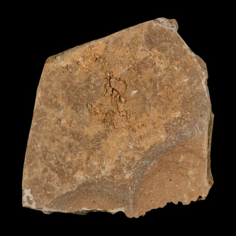 1.2" Detailed Fossil Plant Leafs Metasequoia Dawn Redwood Oligocene Age MT COA