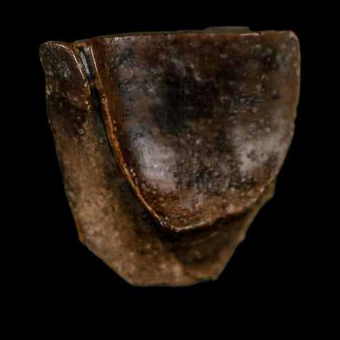 0.5" Triceratops Fossil Tooth Lance Creek FM Cretaceous Dinosaur WY COA Display