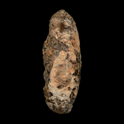 1.8" Fossil Pine Cone Equicalastrobus Replaced By Agate Eocene Age Seeds Fruit
