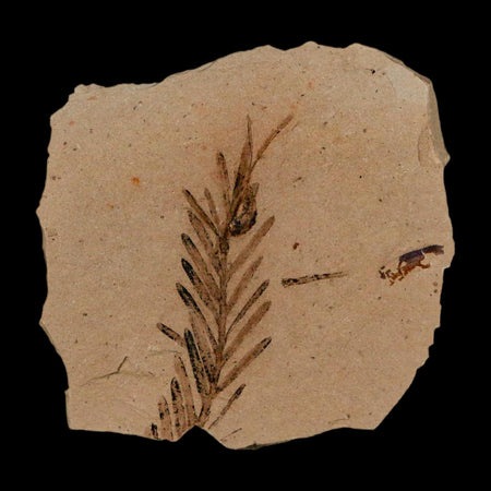 1.3" Detailed Fossil Plant Leafs Metasequoia Dawn Redwood Oligocene Age MT COA