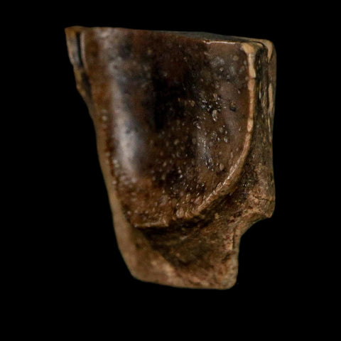 0.5" Triceratops Fossil Tooth Lance Creek FM Cretaceous Dinosaur WY COA Display