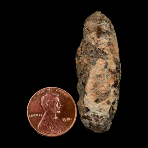 1.8" Fossil Pine Cone Equicalastrobus Replaced By Agate Eocene Age Seeds Fruit