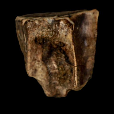 0.5" Triceratops Fossil Tooth Lance Creek FM Cretaceous Dinosaur WY COA Display