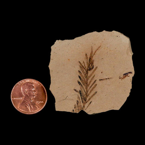 1.3" Detailed Fossil Plant Leafs Metasequoia Dawn Redwood Oligocene Age MT COA