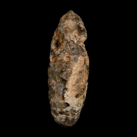 1.8" Fossil Pine Cone Equicalastrobus Replaced By Agate Eocene Age Seeds Fruit