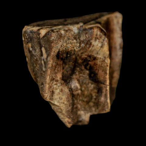 0.5" Triceratops Fossil Tooth Lance Creek FM Cretaceous Dinosaur WY COA Display