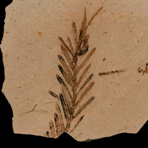 1.3" Detailed Fossil Plant Leafs Metasequoia Dawn Redwood Oligocene Age MT COA