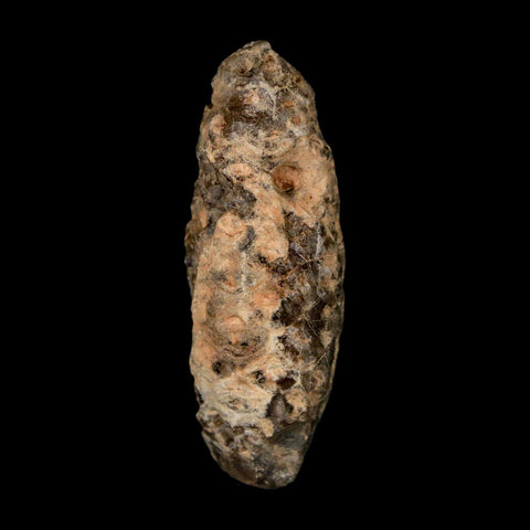 1.8" Fossil Pine Cone Equicalastrobus Replaced By Agate Eocene Age Seeds Fruit