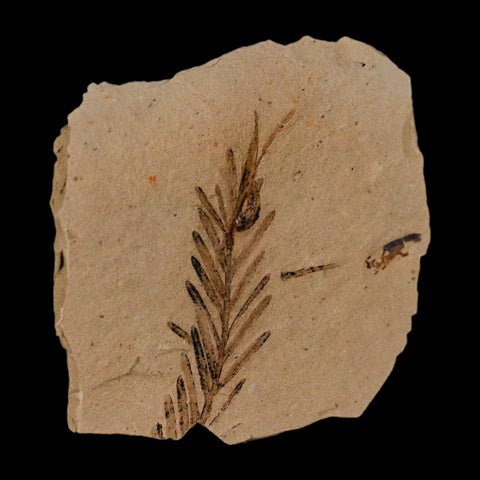 1.3" Detailed Fossil Plant Leafs Metasequoia Dawn Redwood Oligocene Age MT COA