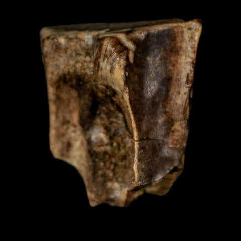 0.5" Triceratops Fossil Tooth Lance Creek FM Cretaceous Dinosaur WY COA Display