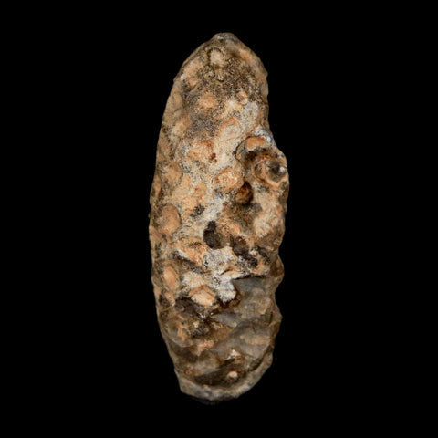 1.8" Fossil Pine Cone Equicalastrobus Replaced By Agate Eocene Age Seeds Fruit
