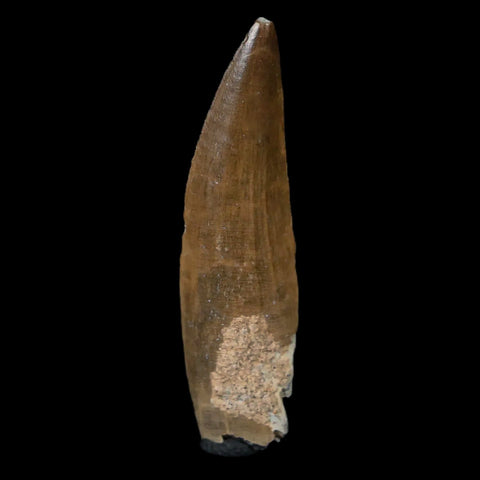 1.8" Suchomimus Fossil Tooth Cretaceous Spinosaurid Dinosaur Elraz FM Niger COA - Fossil Age Minerals