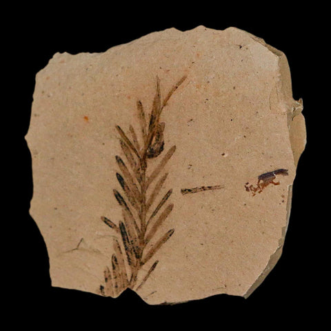 1.3" Detailed Fossil Plant Leafs Metasequoia Dawn Redwood Oligocene Age MT COA