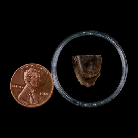 0.5" Triceratops Fossil Tooth Lance Creek FM Cretaceous Dinosaur WY COA Display