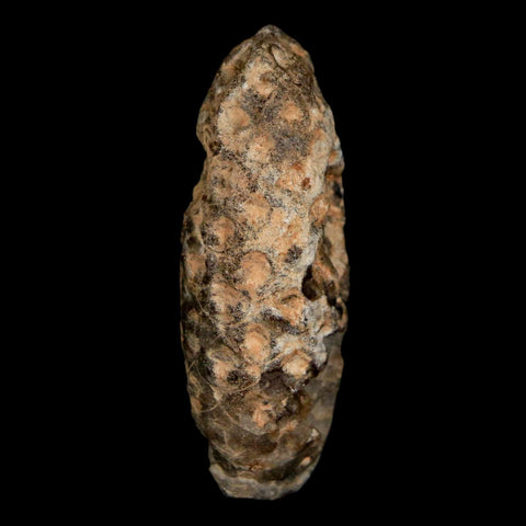 1.8" Fossil Pine Cone Equicalastrobus Replaced By Agate Eocene Age Seeds Fruit