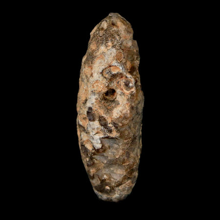 1.8" Fossil Pine Cone Equicalastrobus Replaced By Agate Eocene Age Seeds Fruit
