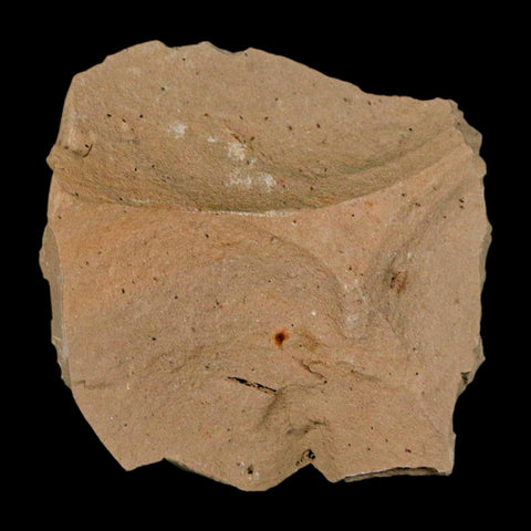 1.3" Detailed Fossil Plant Leafs Metasequoia Dawn Redwood Oligocene Age MT COA