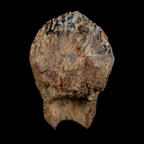 0.7" Triceratops Fossil Crown Tooth Hell Creek FM Cretaceous Dinosaur MT COA