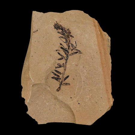1.5" Detailed Fossil Plant Leafs Metasequoia Dawn Redwood Oligocene Age MT COA