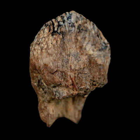 0.7" Triceratops Fossil Crown Tooth Hell Creek FM Cretaceous Dinosaur MT COA