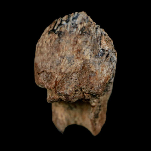 0.7" Triceratops Fossil Crown Tooth Hell Creek FM Cretaceous Dinosaur MT COA