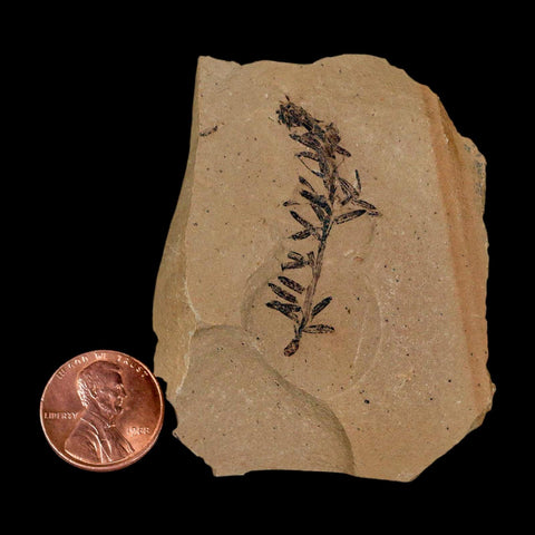 1.5" Detailed Fossil Plant Leafs Metasequoia Dawn Redwood Oligocene Age MT COA