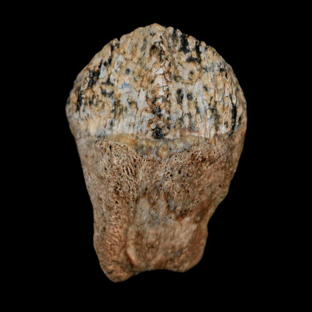 0.7" Triceratops Fossil Crown Tooth Hell Creek FM Cretaceous Dinosaur MT COA