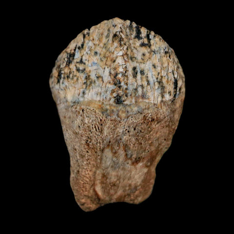 0.7" Triceratops Fossil Crown Tooth Hell Creek FM Cretaceous Dinosaur MT COA