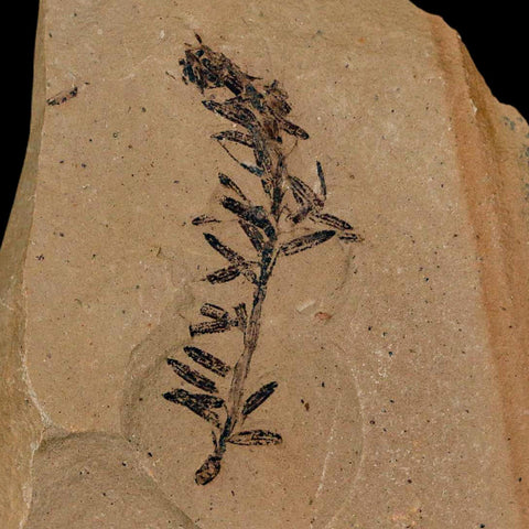 1.5" Detailed Fossil Plant Leafs Metasequoia Dawn Redwood Oligocene Age MT COA