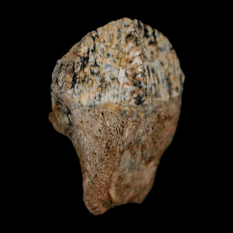 0.7" Triceratops Fossil Crown Tooth Hell Creek FM Cretaceous Dinosaur MT COA