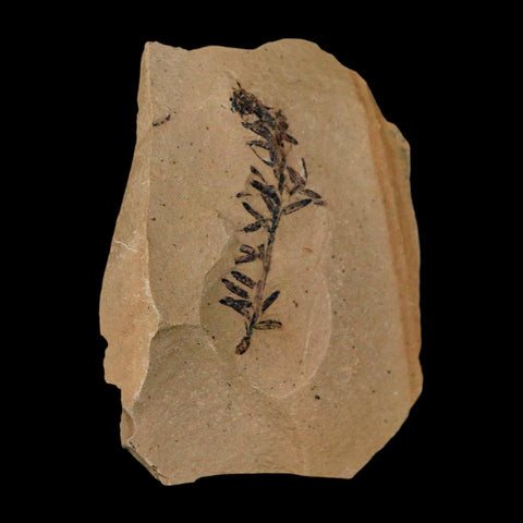 1.5" Detailed Fossil Plant Leafs Metasequoia Dawn Redwood Oligocene Age MT COA