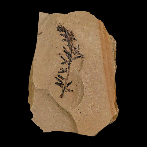 1.5" Detailed Fossil Plant Leafs Metasequoia Dawn Redwood Oligocene Age MT COA