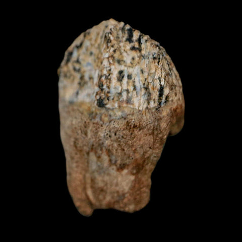 0.7" Triceratops Fossil Crown Tooth Hell Creek FM Cretaceous Dinosaur MT COA