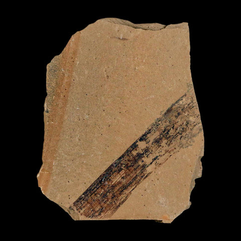 1.5" Detailed Fossil Plant Leafs Metasequoia Dawn Redwood Oligocene Age MT COA