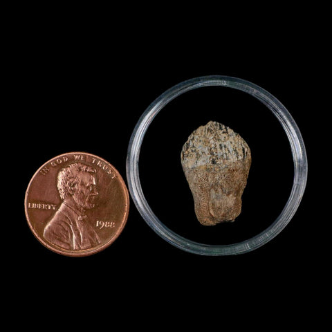 0.7" Triceratops Fossil Crown Tooth Hell Creek FM Cretaceous Dinosaur MT COA