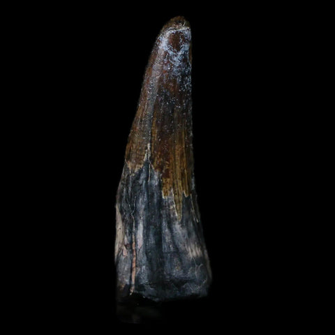 1.4" Suchomimus Fossil Tooth Cretaceous Spinosaurid Dinosaur Elraz FM Niger COA - Fossil Age Minerals
