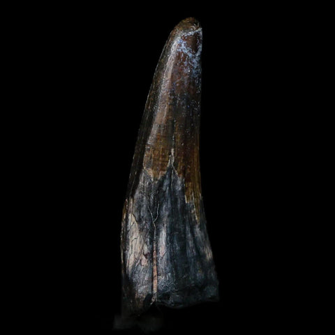 1.4" Suchomimus Fossil Tooth Cretaceous Spinosaurid Dinosaur Elraz FM Niger COA - Fossil Age Minerals
