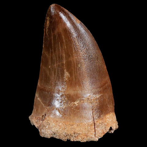 XL 2.3" Mosasaur Prognathodon Fossil Tooth Cretaceous Dinosaur Era COA & Stand - Fossil Age Minerals