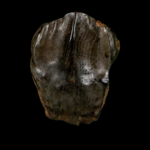 0.6" Triceratops Fossil Crown Tooth Hell Creek FM Cretaceous Dinosaur MT COA