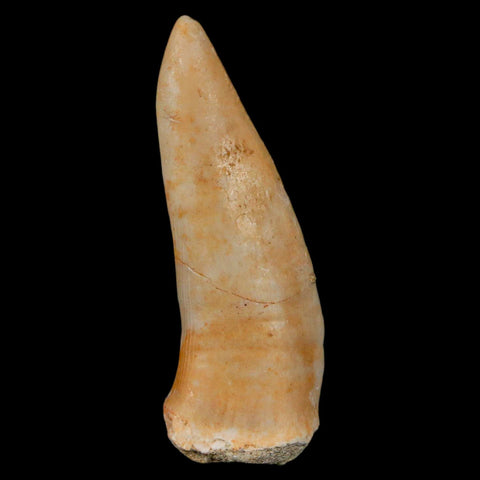 XL 2.1" Saber Toothed Herring Fossil Fang Enchodus Libycus Cretaceous COA Stand - Fossil Age Minerals