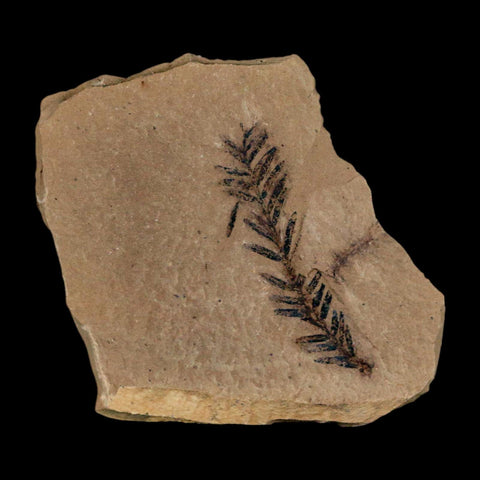 1.4" Detailed Fossil Plant Leafs Metasequoia Dawn Redwood Oligocene Age MT COA