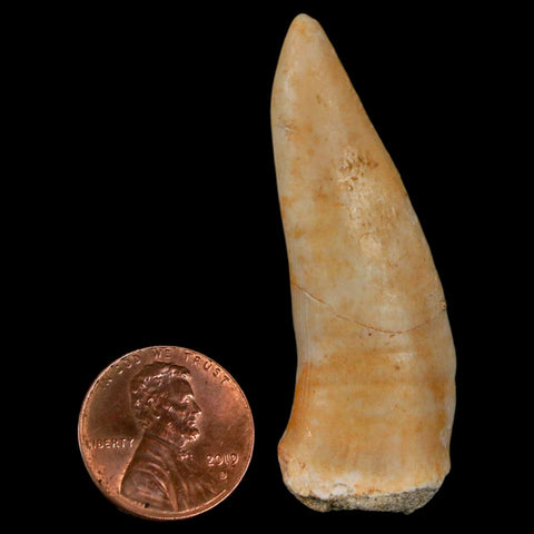 XL 2.1" Saber Toothed Herring Fossil Fang Enchodus Libycus Cretaceous COA Stand - Fossil Age Minerals