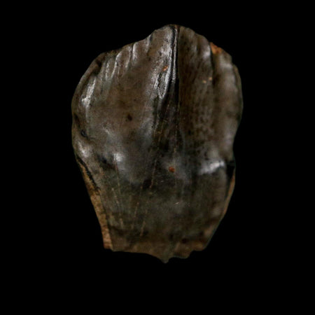 0.6" Triceratops Fossil Crown Tooth Hell Creek FM Cretaceous Dinosaur MT COA