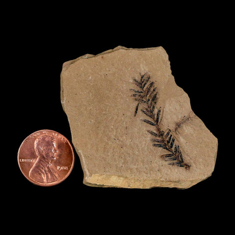 1.4" Detailed Fossil Plant Leafs Metasequoia Dawn Redwood Oligocene Age MT COA
