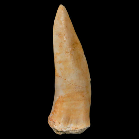 XL 2.1" Saber Toothed Herring Fossil Fang Enchodus Libycus Cretaceous COA Stand - Fossil Age Minerals