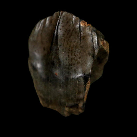 0.6" Triceratops Fossil Crown Tooth Hell Creek FM Cretaceous Dinosaur MT COA