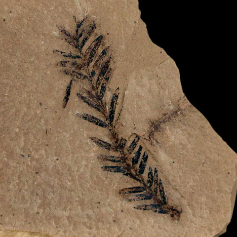 1.4" Detailed Fossil Plant Leafs Metasequoia Dawn Redwood Oligocene Age MT COA