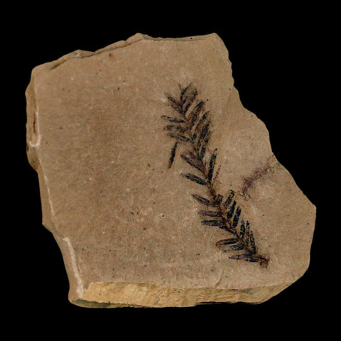 1.4" Detailed Fossil Plant Leafs Metasequoia Dawn Redwood Oligocene Age MT COA