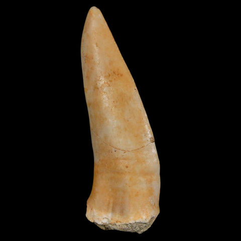 XL 2.1" Saber Toothed Herring Fossil Fang Enchodus Libycus Cretaceous COA Stand - Fossil Age Minerals